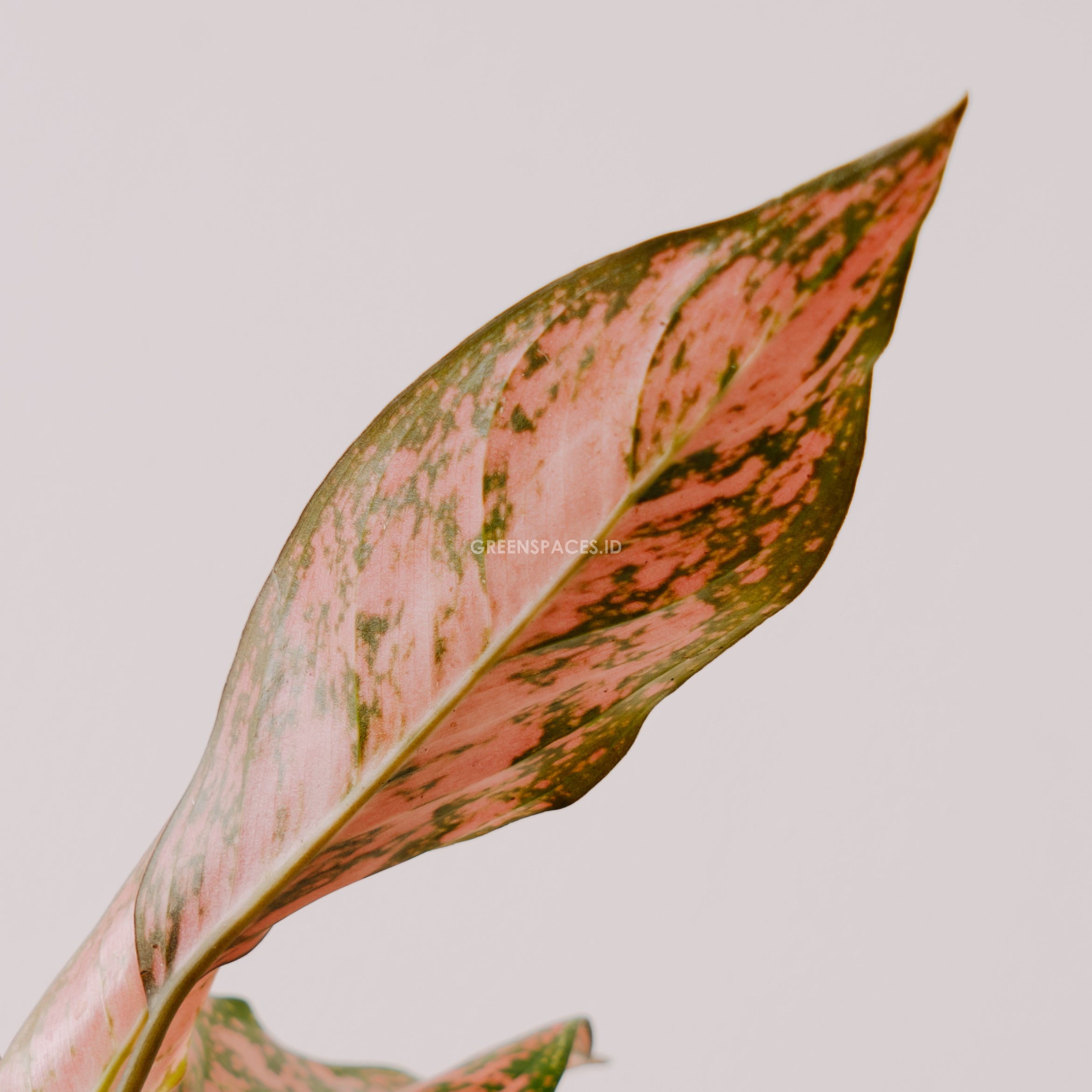 Aglaonema lady valentine_Rear Of Leaf