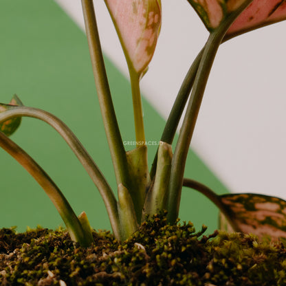 Aglaonema lady valentine_Stem