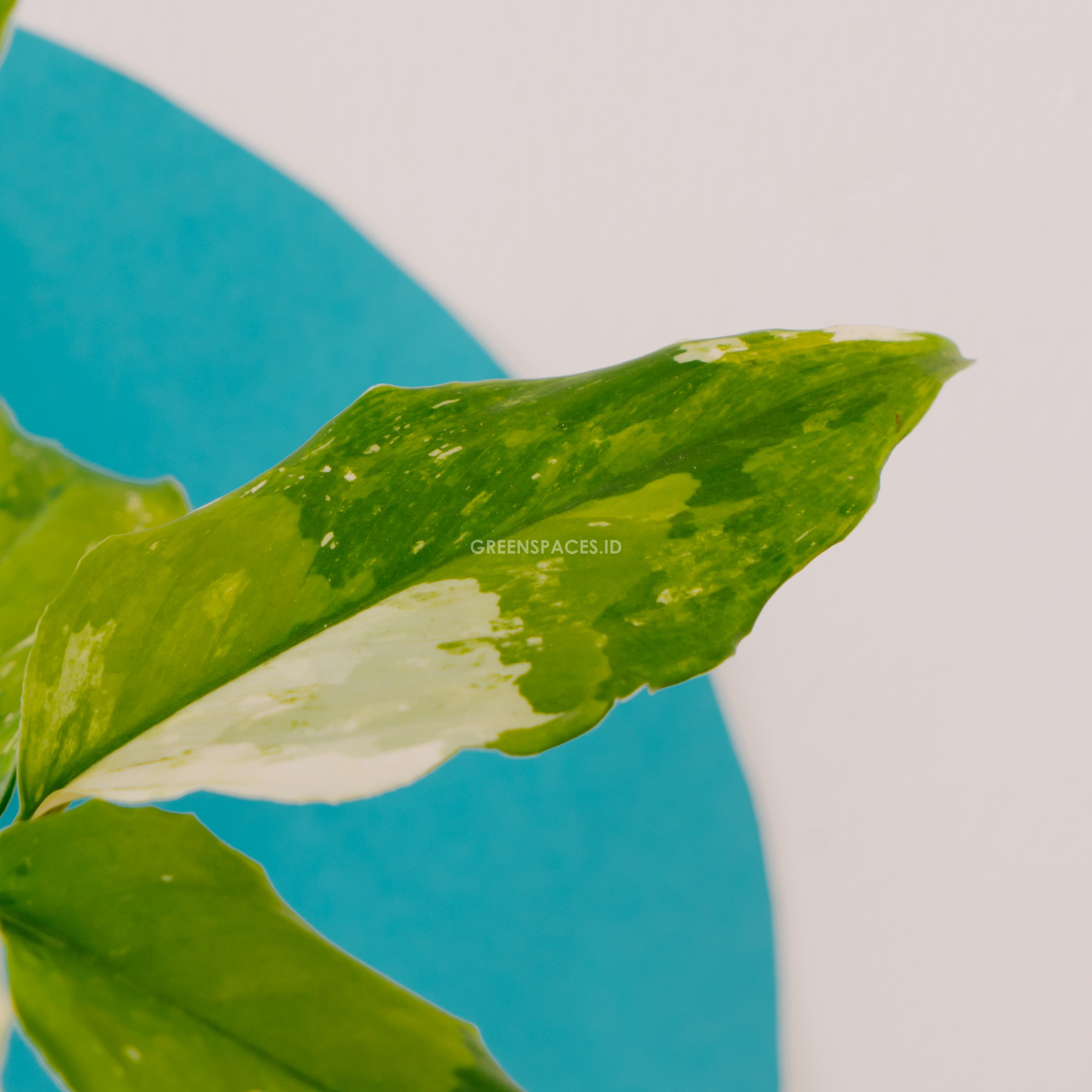 Aglaonema modestum variegated_Front Of Leaf