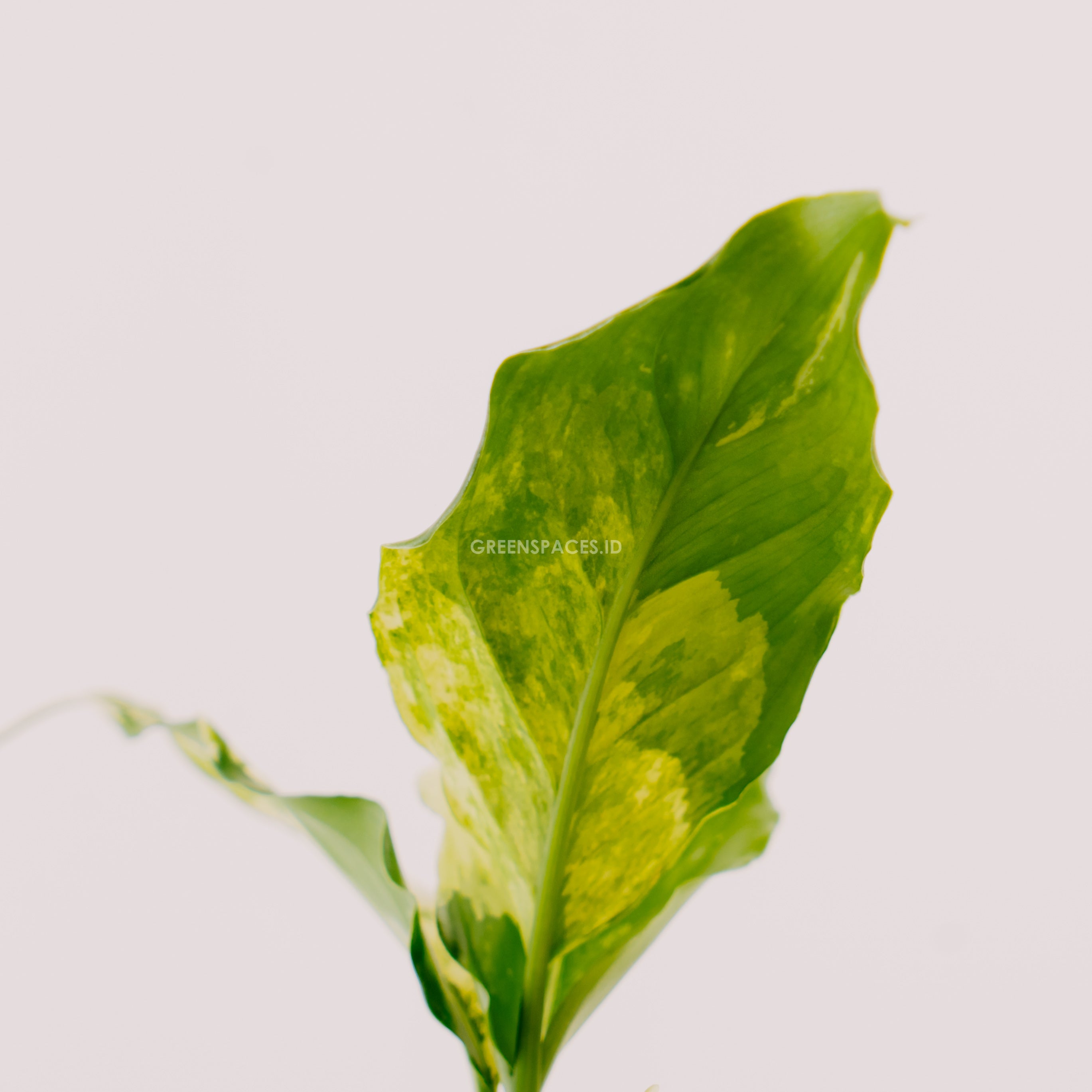 Aglaonema modestum variegated_Rear Of Leaf