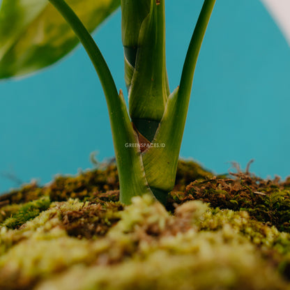 Aglaonema modestum variegated_Stem