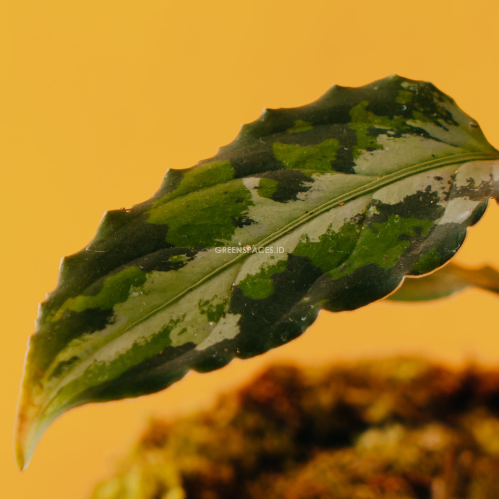Aglaonema pictum tricolor_Front Of Leaf