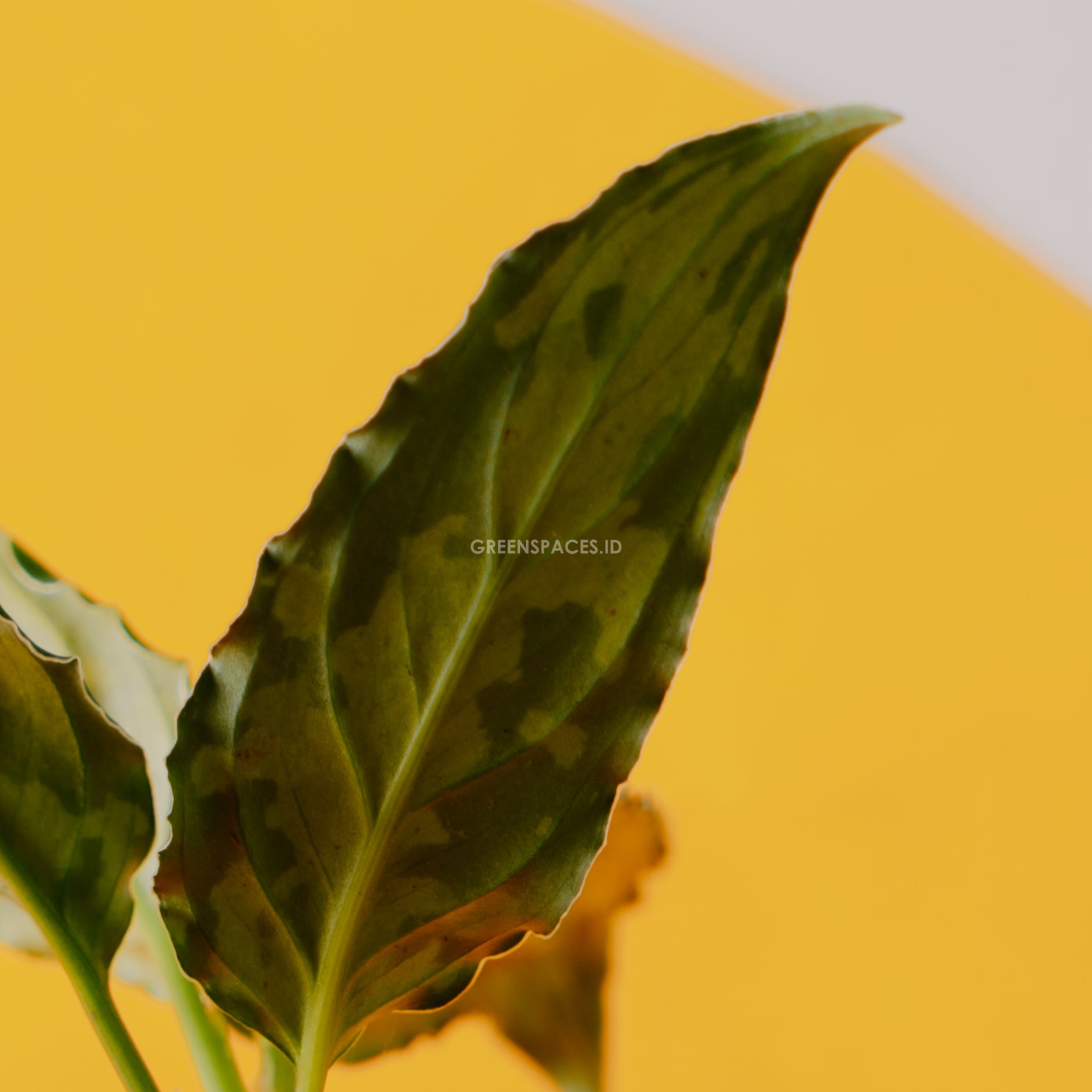Aglaonema pictum tricolor_Rear Of Leaf