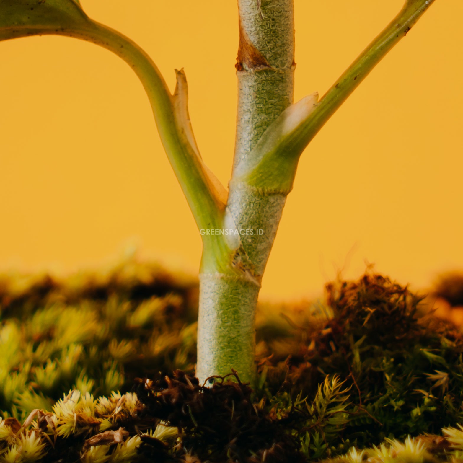 Aglaonema Pictum Tricolor | Greenspaces.id