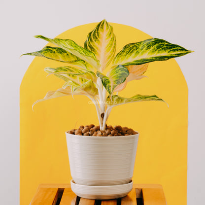 Aglaonema pink sunset indonesia