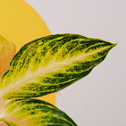 Aglaonema pink sunset indonesia_Front Of Leaf