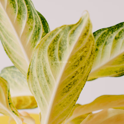 Aglaonema pink sunset indonesia_Rear Of Leaf