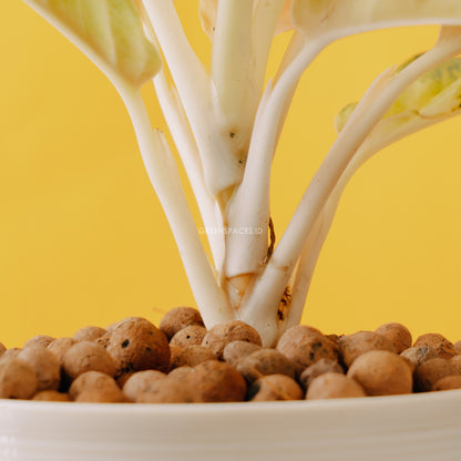 Aglaonema pink sunset indonesia_Stem