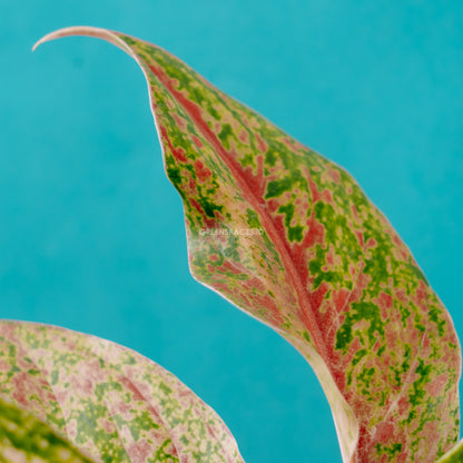 Aglaonema putri_Front Of Leaf