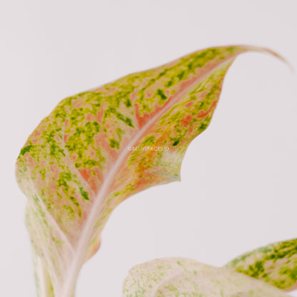 Aglaonema putri_Reaf Of Leaf