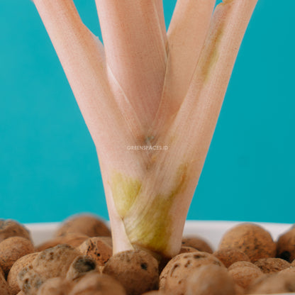 Aglaonema putri_Stem