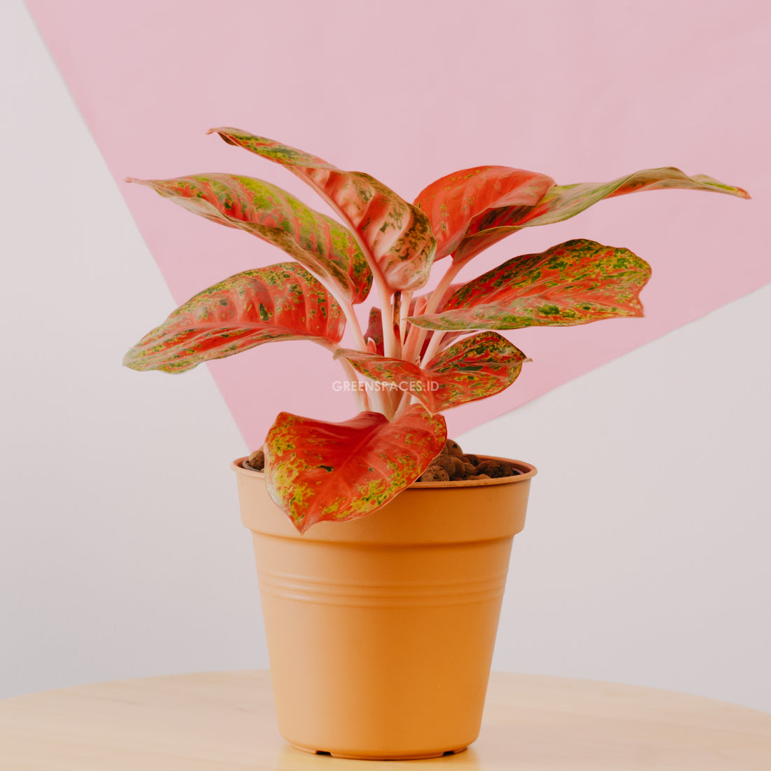 Aglaonema red stardust indonesia