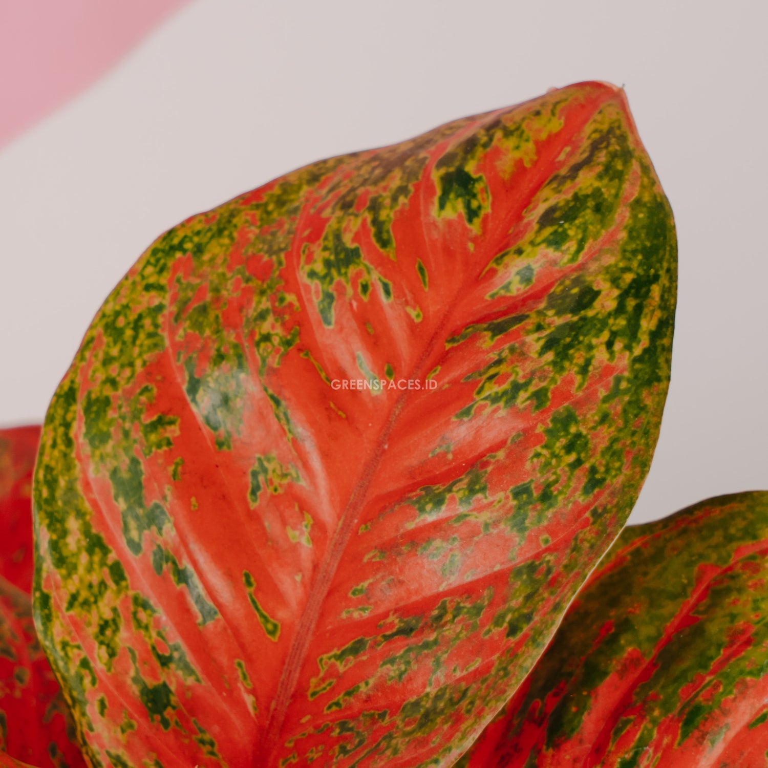 Aglaonema red stardust indonesia_Front Of Leaf