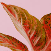 Aglaonema red stardust indonesia_Rear OF Leaf