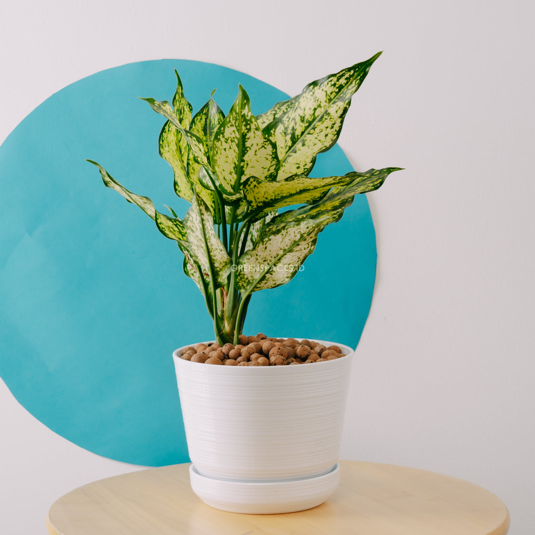 Aglaonema snow white