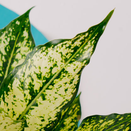 Aglaonema snow white_Front Of leaf