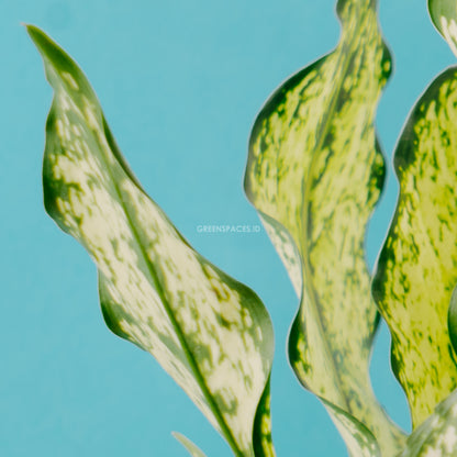 Aglaonema snow white_Rear of Leaf