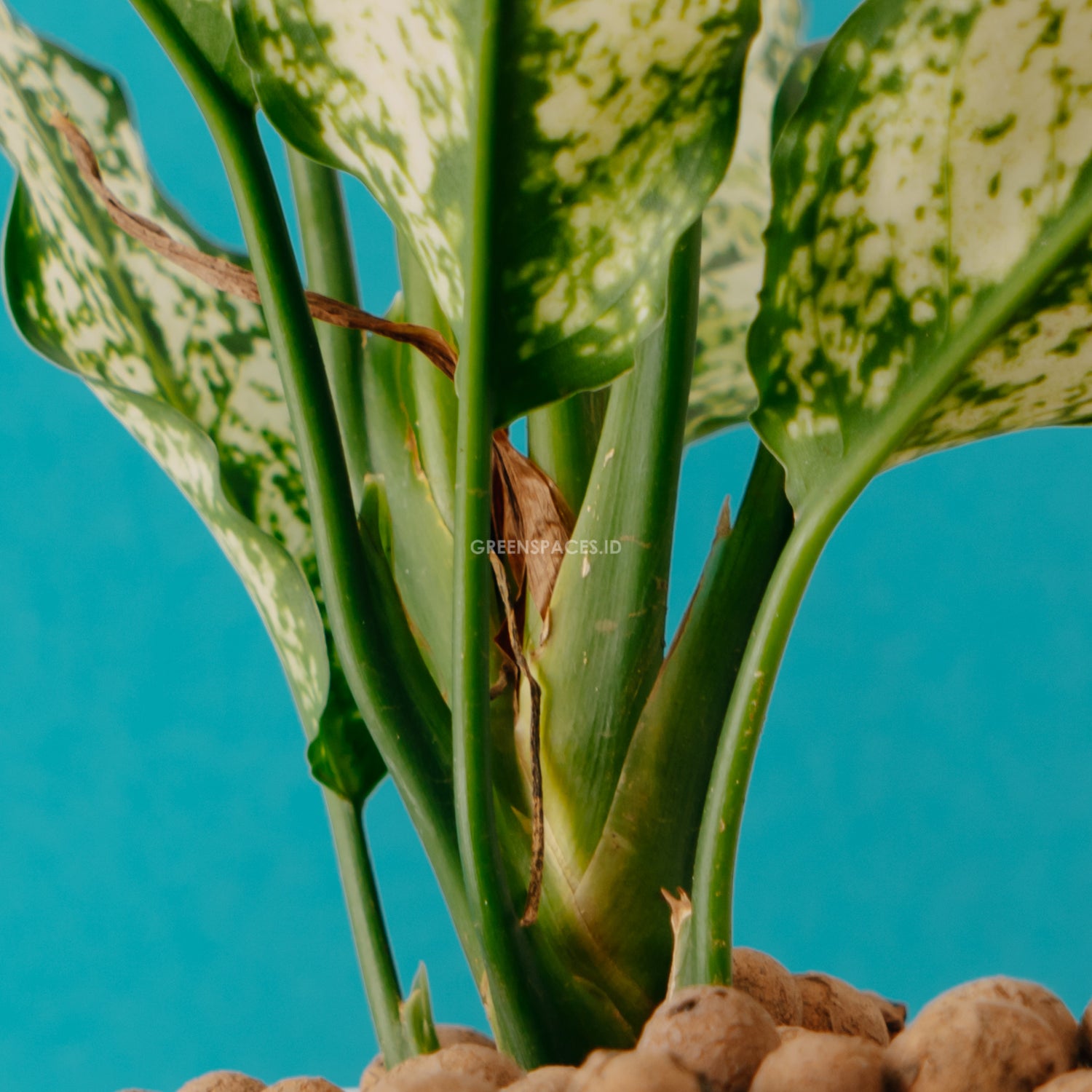 aglaonema white stem Buy Aglaonema Snow White Plant in Clay Planter