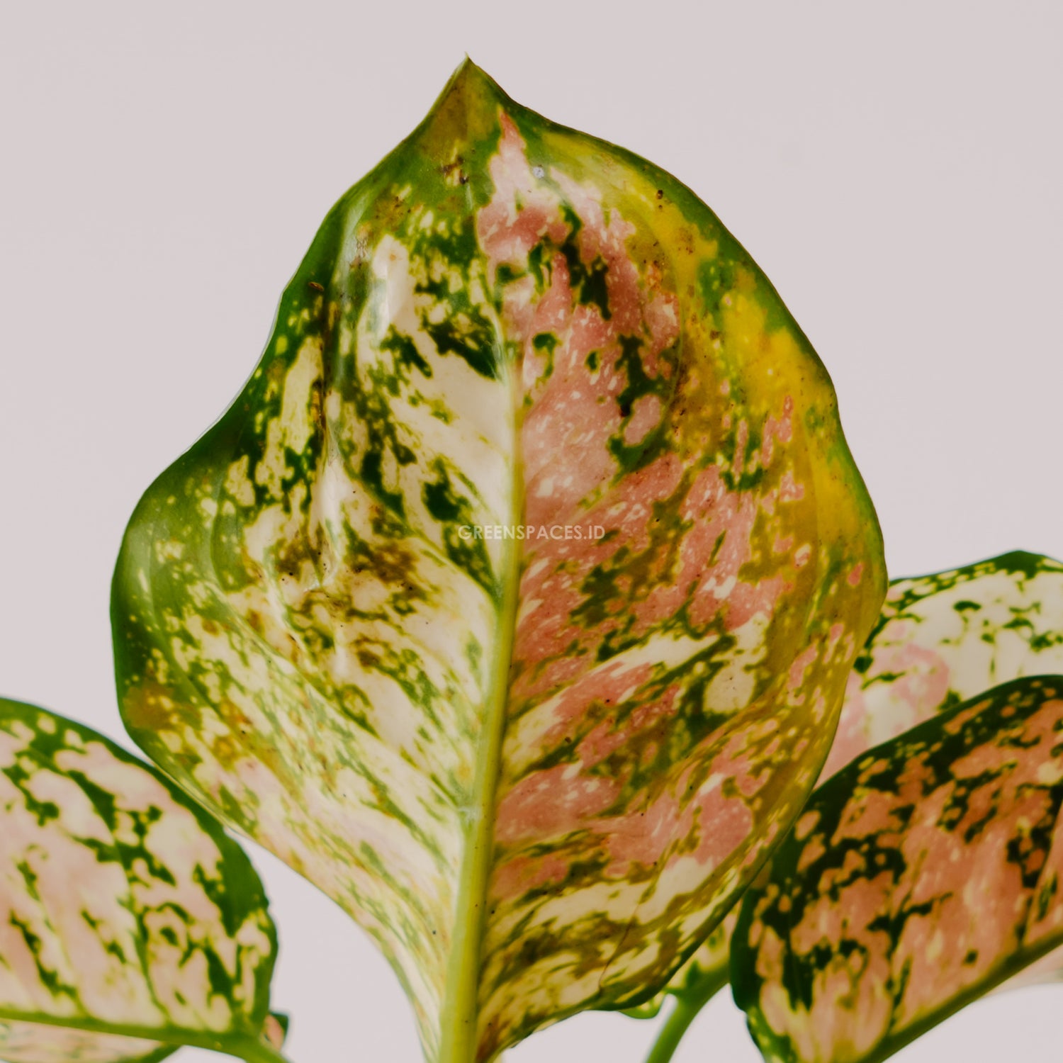 Aglaonema tricolor_Rear Of Leaf