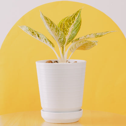 Aglaonema white legacy