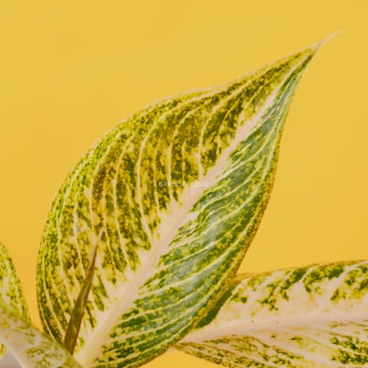 Aglaonema white legacy_Front Of Leaf