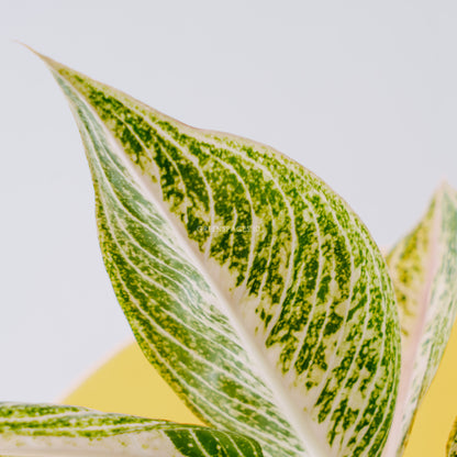 Aglaonema white legacy_Reaf of Leaf