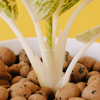 Aglaonema white legacy_Stem