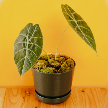 Alocasia Watsoniana - Greenspaces.id