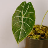 Alocasia Watsoniana - Greenspaces.id