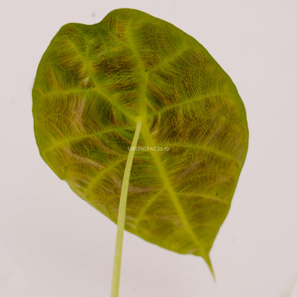 Alocasia Watsoniana - Greenspaces.id