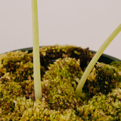 Alocasia Watsoniana - Greenspaces.id