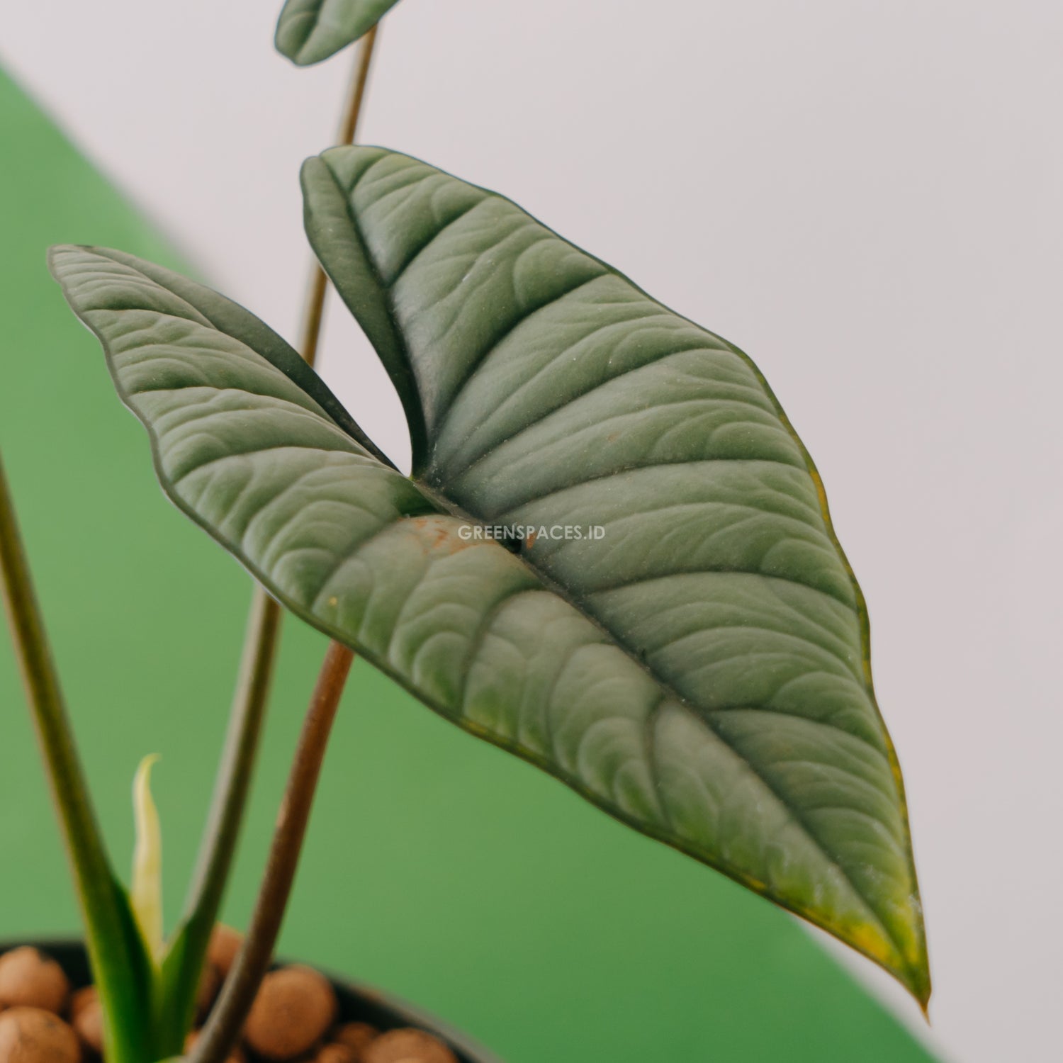 Alocasia bisma_Front Of Leaf