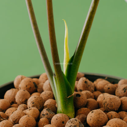 Alocasia Bisma Sp Borneo