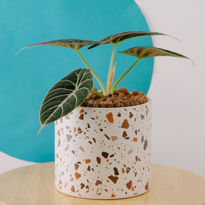 Alocasia black velvet