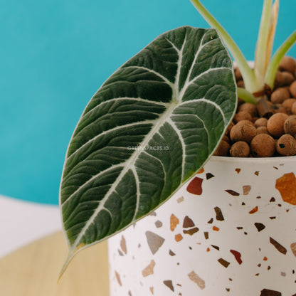 Alocasia black velvet_ Front Of Leaf