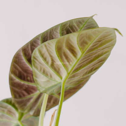 Alocasia black velvet_Rear Of Leaf