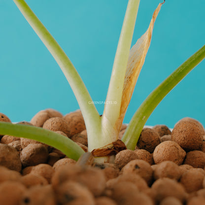 Alocasia black velvet_Stem