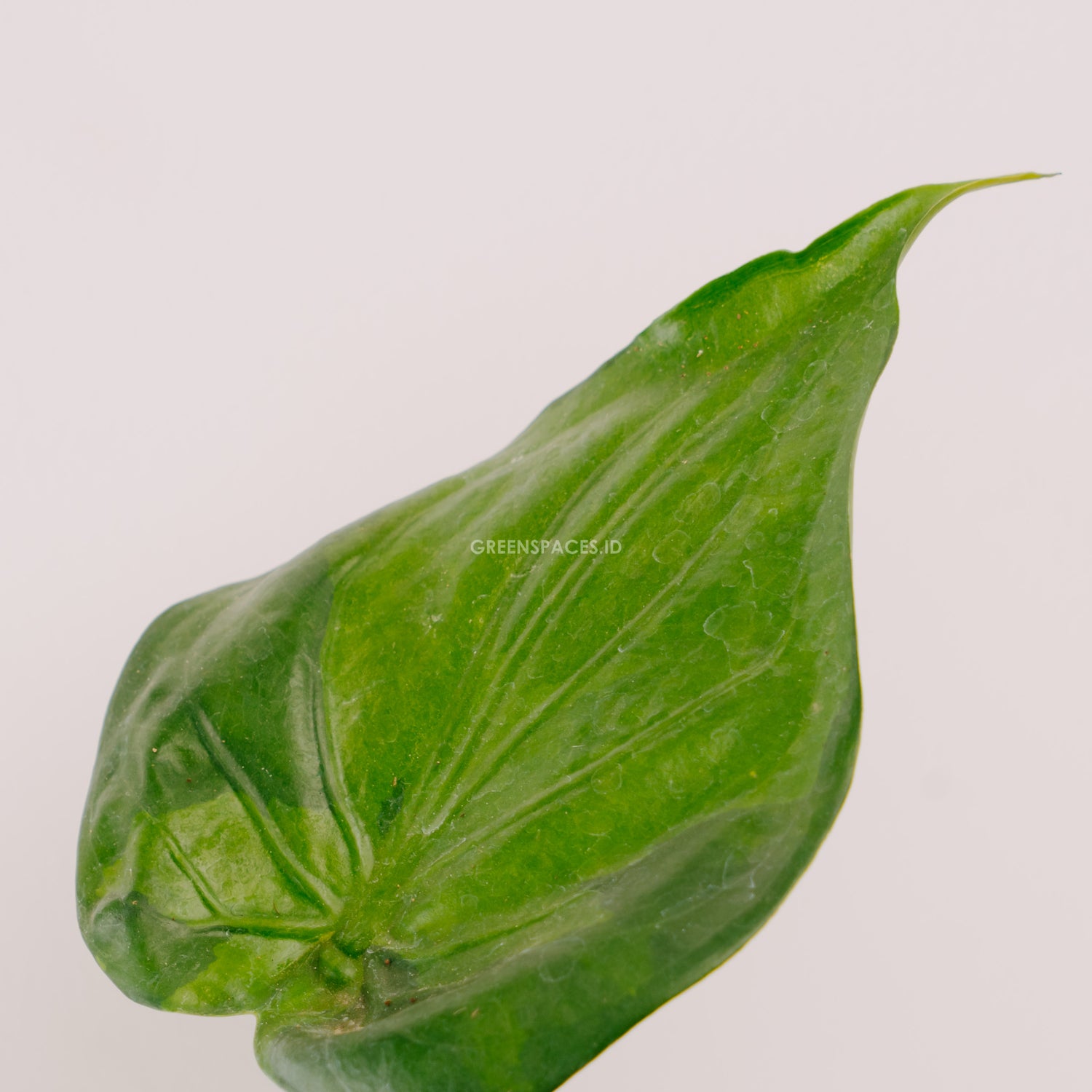 Alocasia cuculata variegated_Front Of Leaf