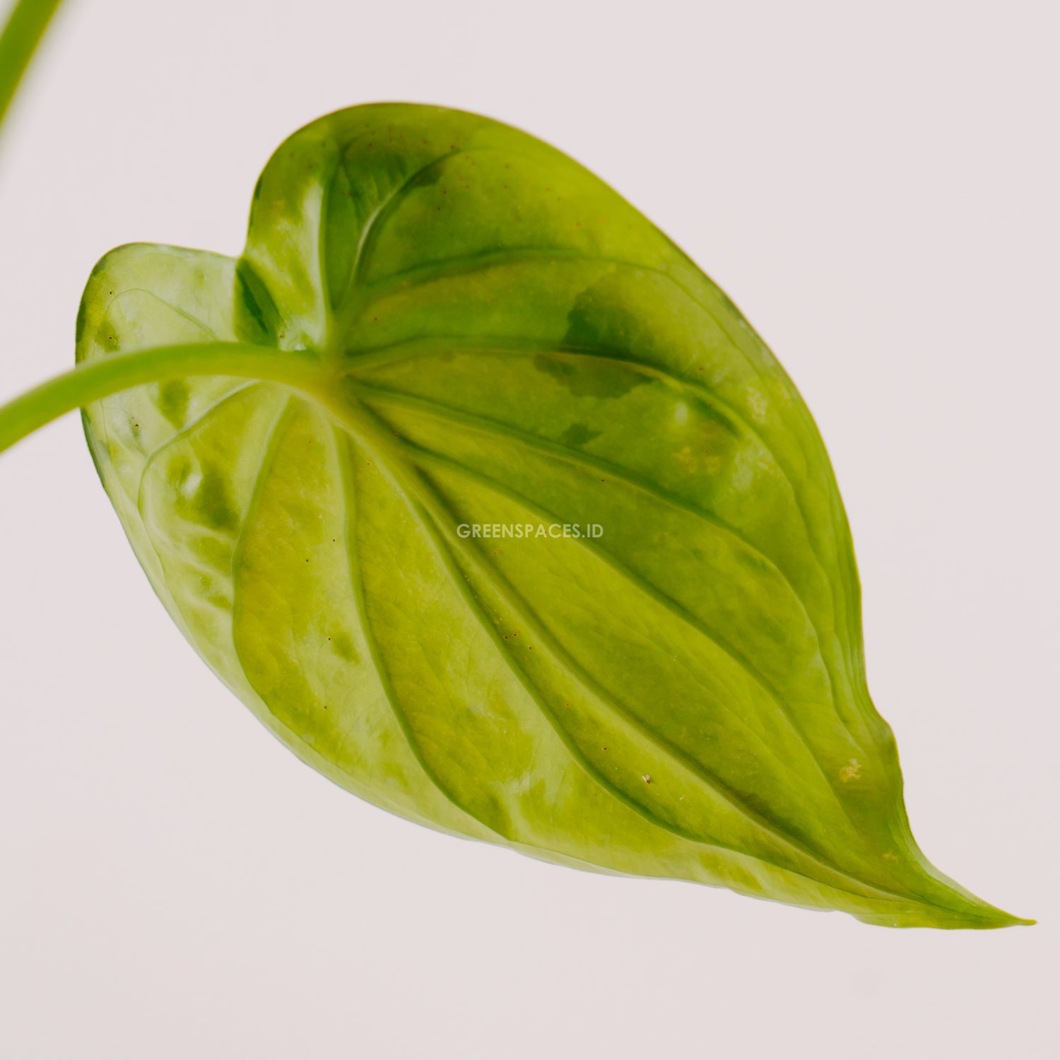Alocasia cuculata variegated_Rear Of Leaf
