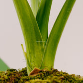 Alocasia cuculata variegated_Stem