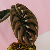 Alocasia cuprea_Front Of Leaf