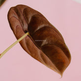 Alocasia cuprea_Rear Of Leaf