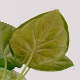 Alocasia dragon scale_Rear Of Leaf