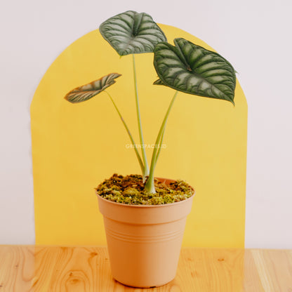 Alocasia dragon scale big