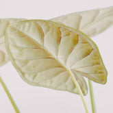 Alocasia dragon scale big_Rear Of Leaf