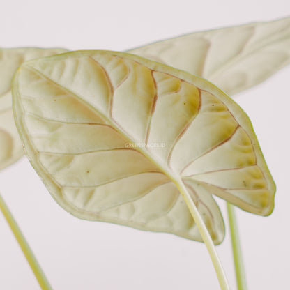 Alocasia dragon scale big_Rear Of Leaf