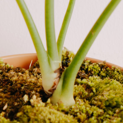 Alocasia dragon scale big_Stem
