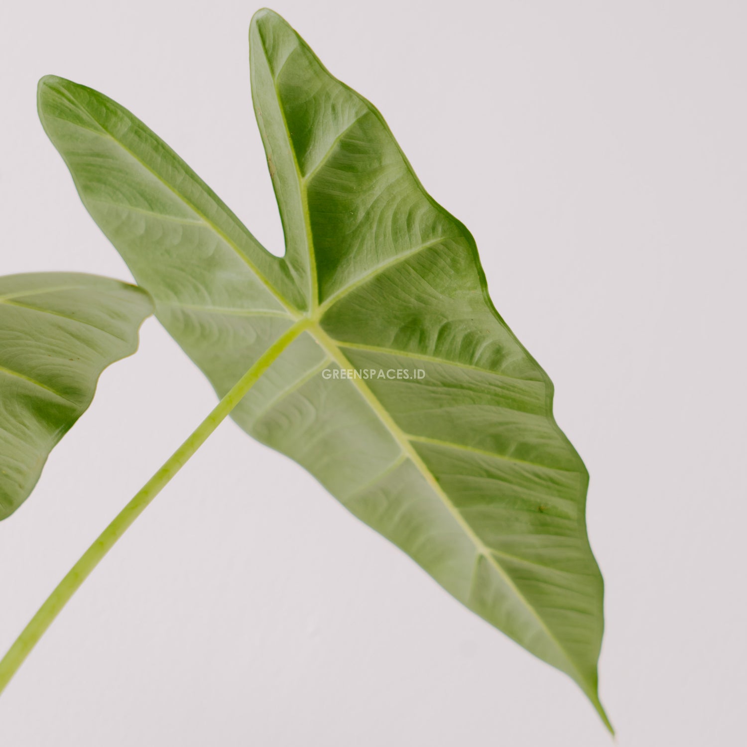 Alocasia frydek_Rear Of leaf