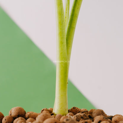 Alocasia frydek_Stem