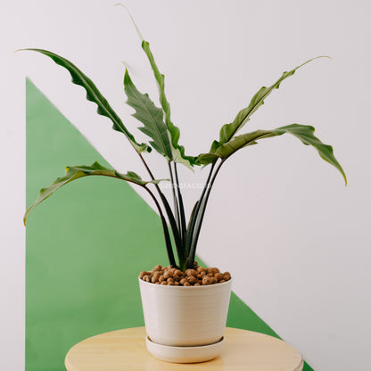 Alocasia lautherbachiana